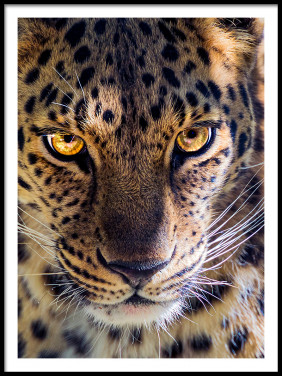 Lámina Cara Leopardo