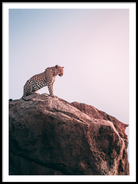 Lámina Leopardo en la roca