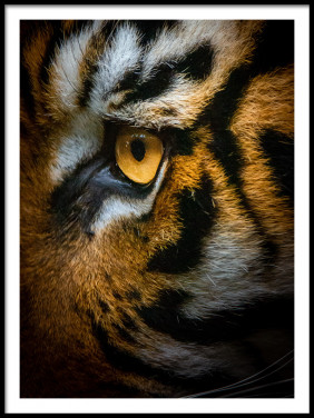 Lámina Ojo de Tigre