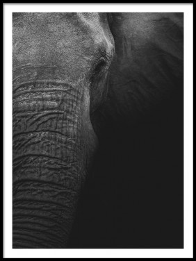 Lámina Elefante blanco y negro